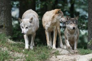 Our Social Roots: Conflict between Collectivist and Solitary Predators