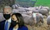 harris-biden-sheep Is Sleepy Joe Even Still Alive?