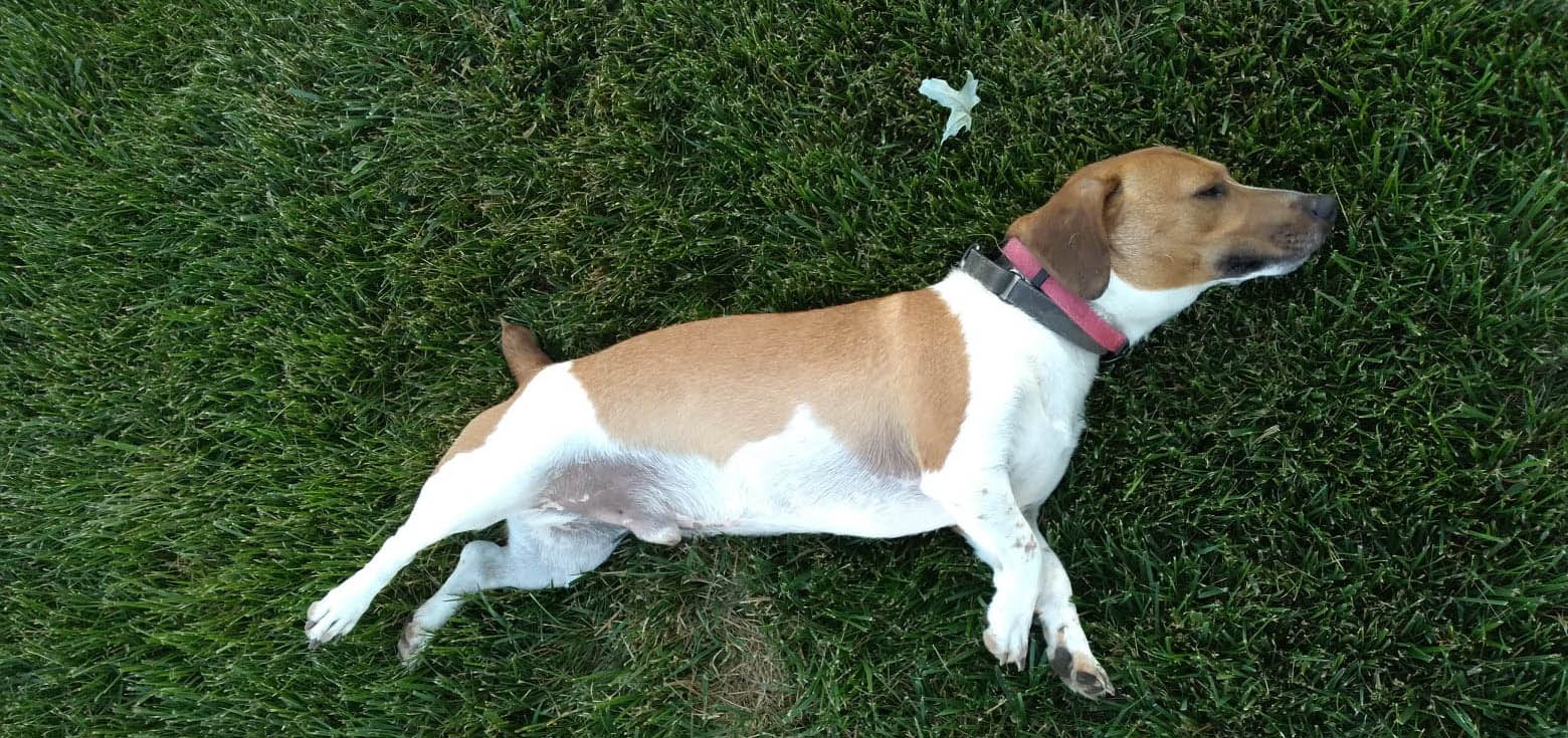 spazz the dog rolling around in the grass. he's a beagle jack russel mix