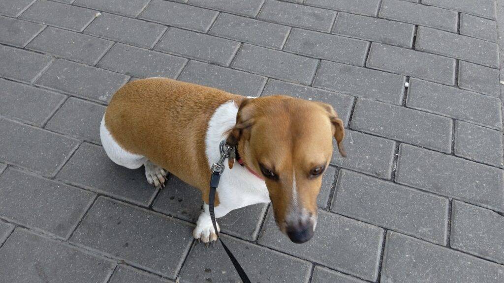 A typical American Beagle Jack Russell mix